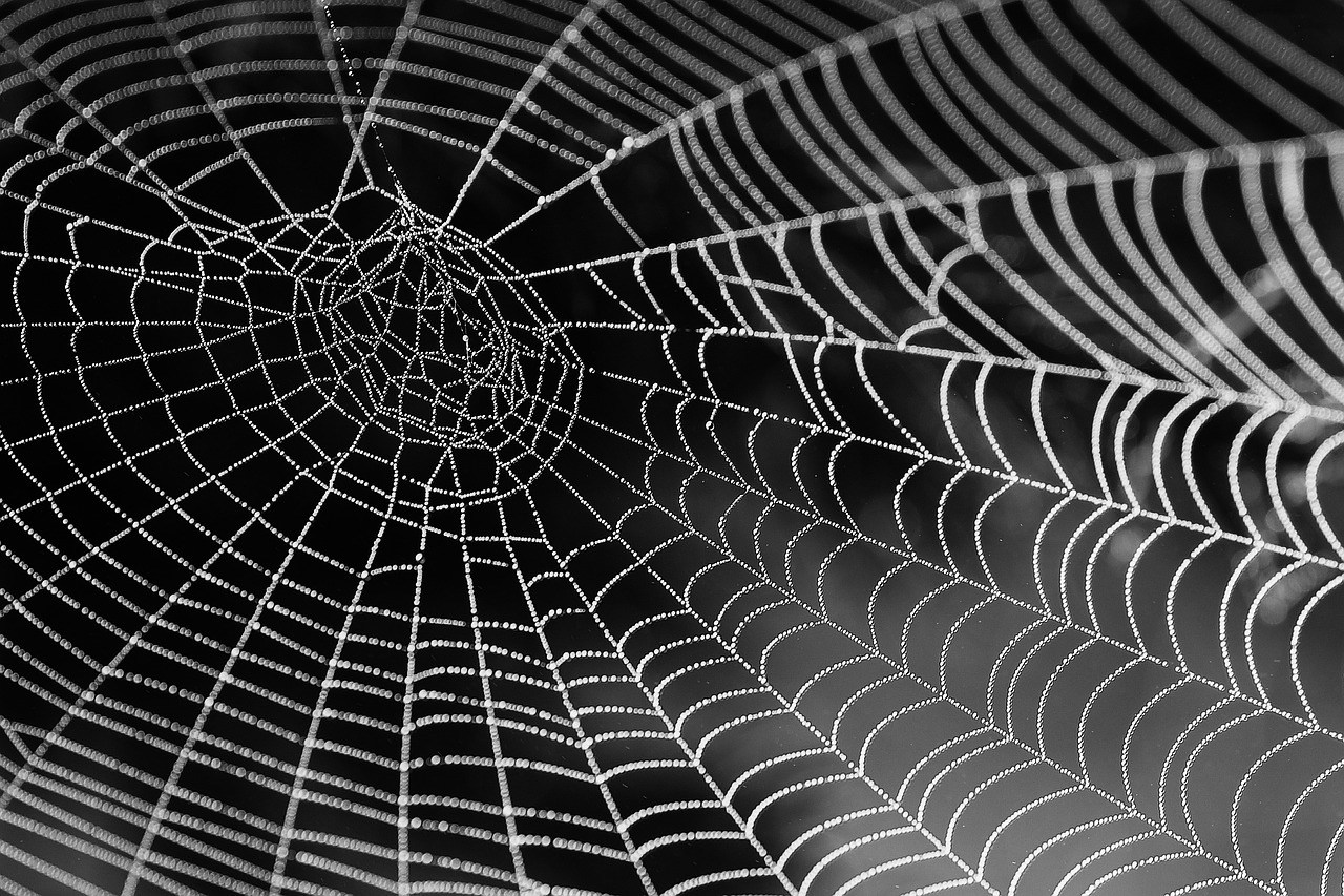 Webbed Learning spider web