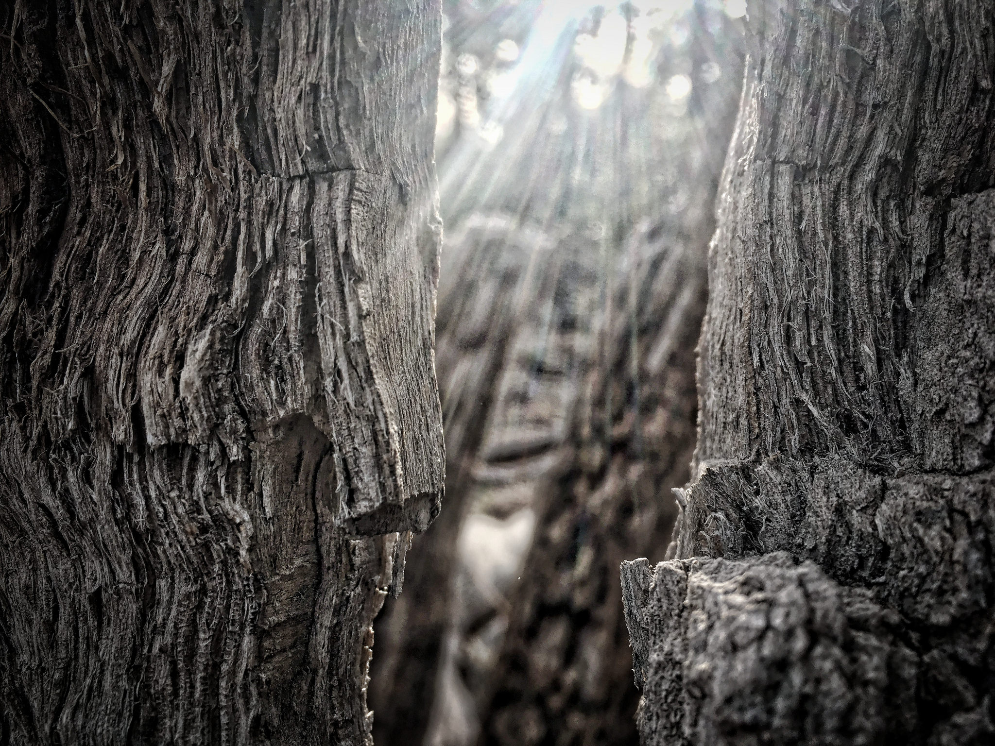 Picture of sunlight breaking through the trees